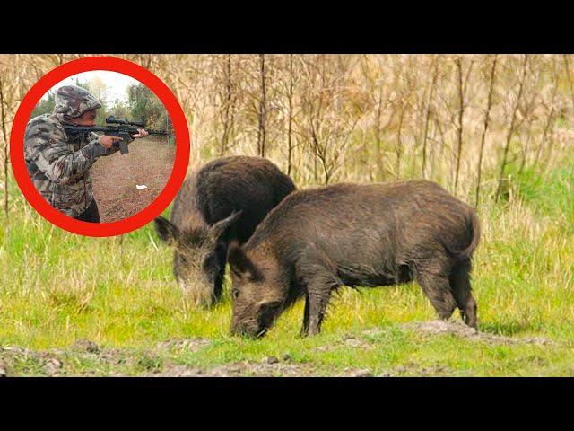 Wild Hog Hunting in Alabama 2024(Heart Catch Clean & Cook)