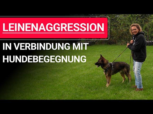  Leinenaggression in Verbindung mit Hundebegegnung ️ Praxisvideo ️