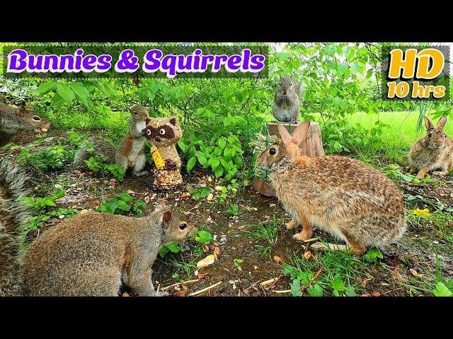 Entertain Your Pets[No Ad Interruptions] 10 Hour - Cat & Dog TV | Bunnies & Squirrels 