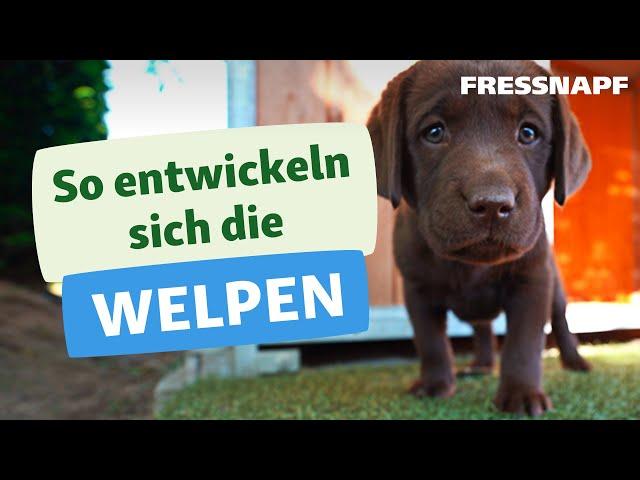 Trächtigkeit, Geburt und die ersten Momente: So entwickeln sich Welpen feat. chocolatelab_bailey