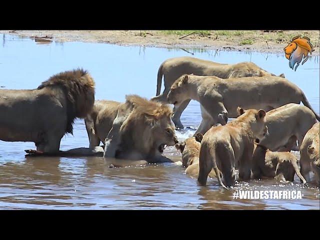 Best Wildlife Sightings and Wild Animal Encounters Compilation | Wildest Kruger Sightings