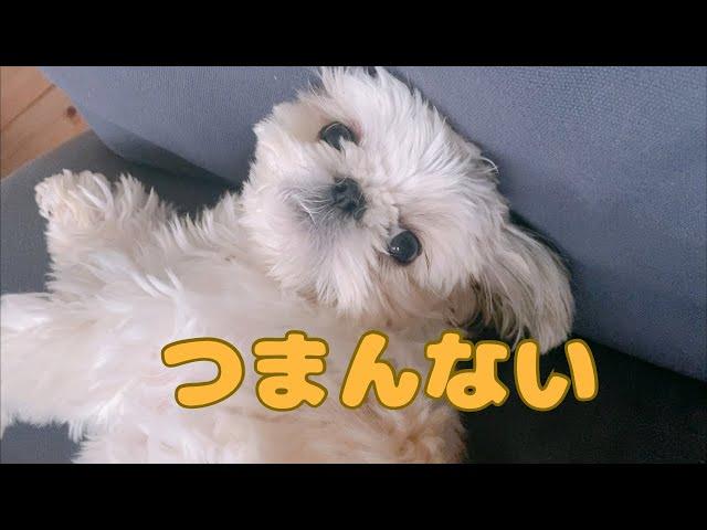 【シーズー】先住犬に相手にしてもらえない妹犬の1日