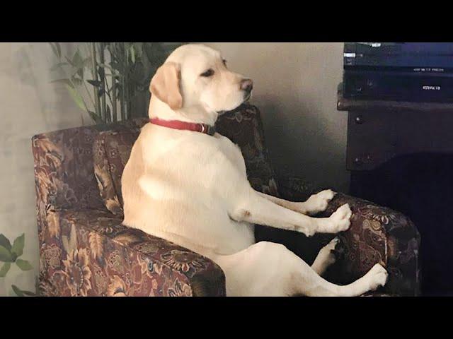 TRY NOT to LAUGH at FUNNY PETS  The FUNNIEST ANIMAL videos