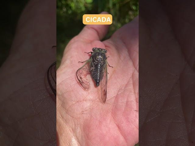 Cicada on my hand #Shorts