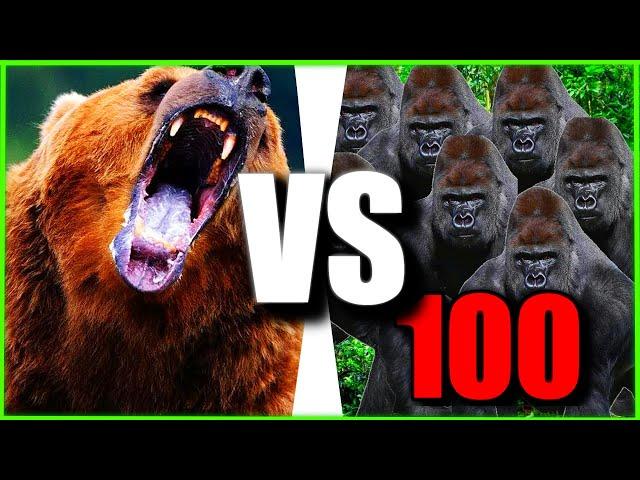 100 Gorillas vs 1 Bear