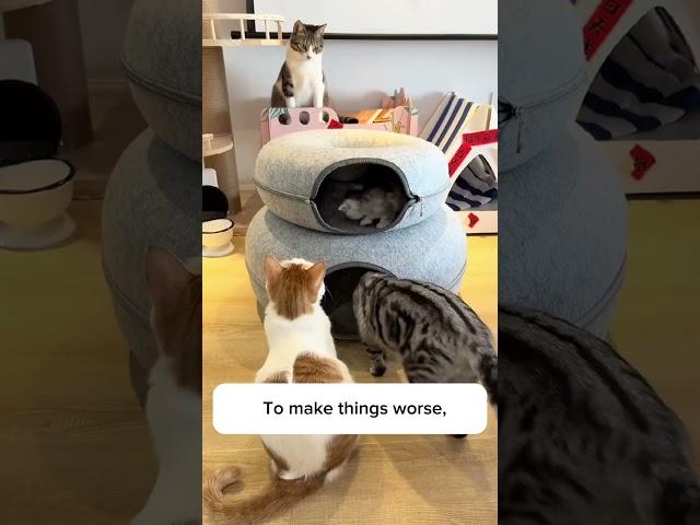 I absolutely HATE this cat cave-glamcraze com #catsleeping # #catbed #antianxiety #cats #anxiety