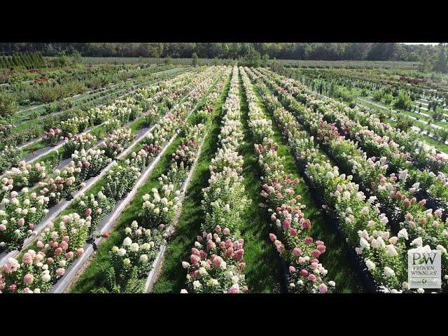 Proven Winners® ColorChoice® Flowering Shrubs - 2022 Hulu Commercial