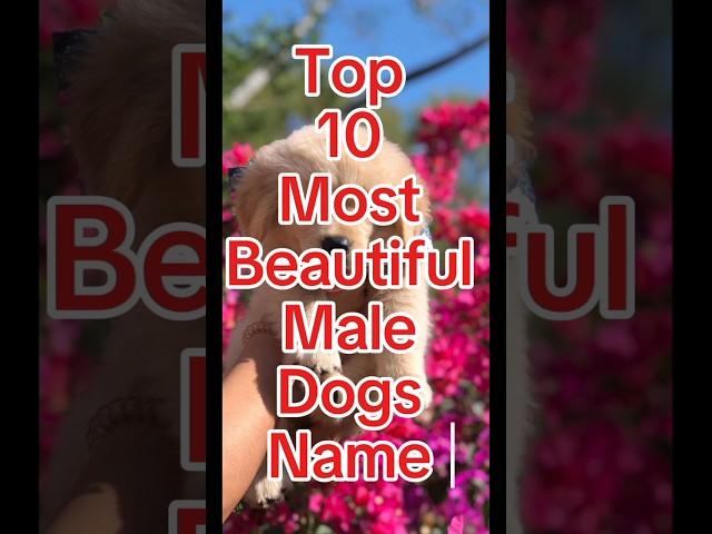 Top 10 Most Beautiful Male Dog Names #dognames #shorts