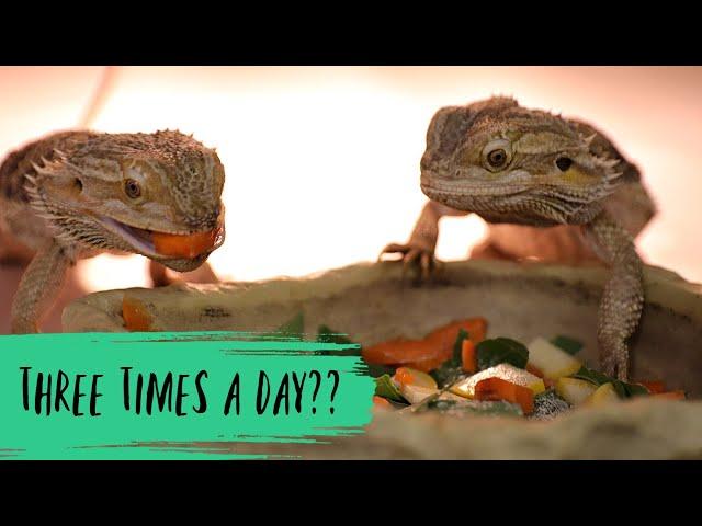 How Many Times a Day Should I Feed My Bearded Dragon?