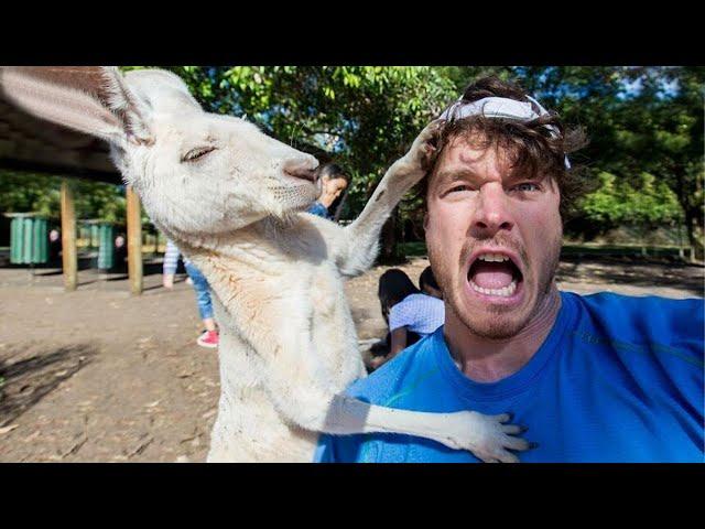 Funny Animal Videos 2024  - Best Dogs  And Cats 