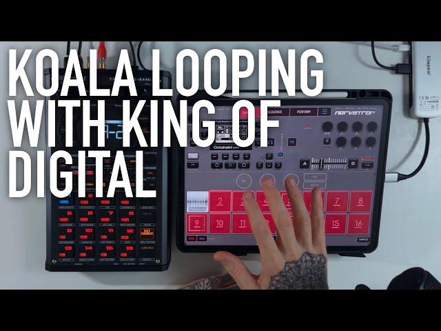 Koala Sampler & Audio Kit King Of Digital Looping Workflow - NervousCook$