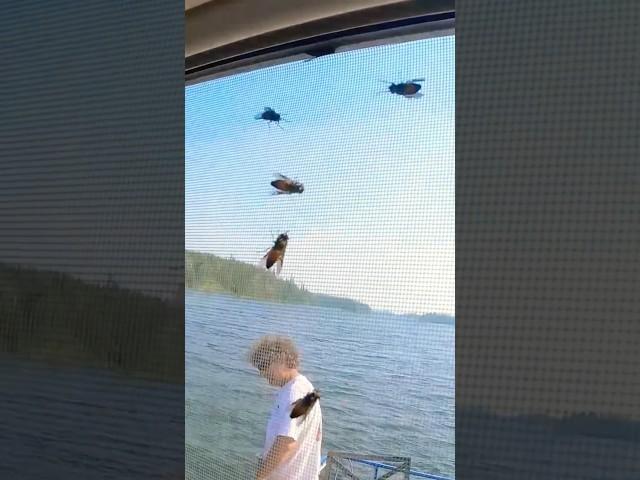 UGGG Bugs On The Houseboat  #saskatchewan #canada