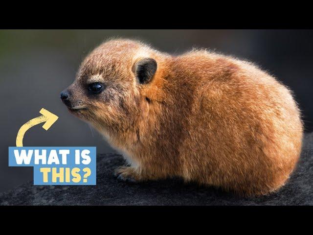 This Furry Potato Is An Evolutionary Mystery