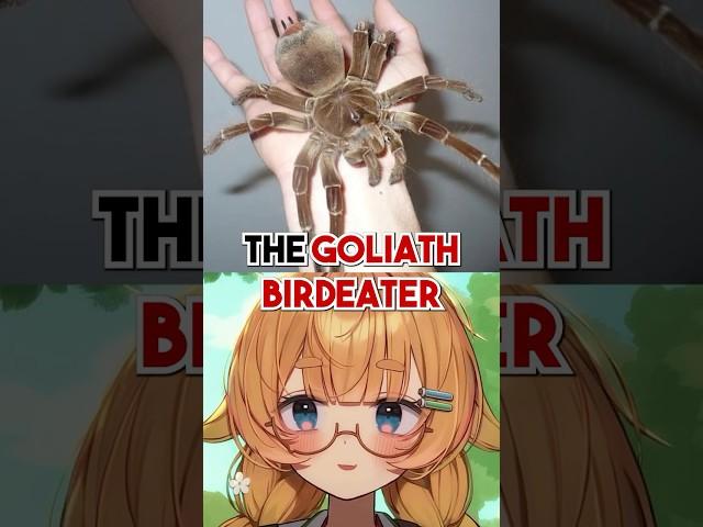 The World's BIGGEST SPIDER Is Actually SHY?!