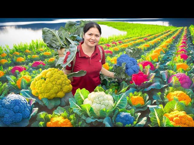 WOMAN Harvesting Colorful Cauliflower Goes To Market Sell & Cooking,Garden - Farm Life