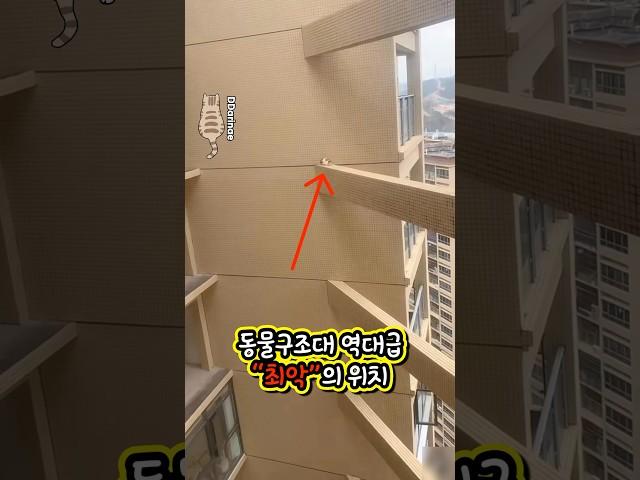동물구조대도 포기를 제안했던 위치 #고양이 #cat