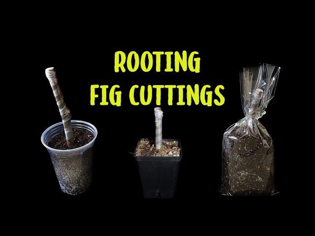 How to root fig cuttings