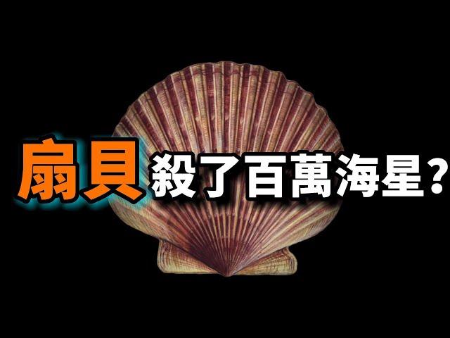 扇貝：它是進化最成功的貝類，不僅長了200隻眼睛，且還會遊泳，神秘的數百萬隻海星之死和扇貝有關嗎？極品海鮮扇貝的真相！