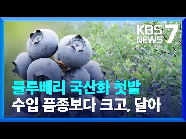 국산 블루베리 품종 첫 개발…종자 자급률 ‘쑥쑥’ / KBS  2022.06.29.