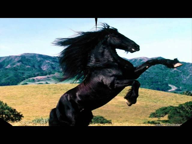 Horse Sounds - Horses Neighing