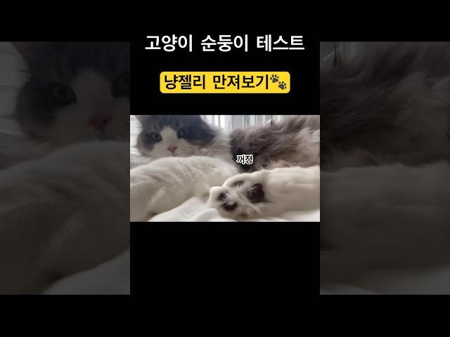 고양이 순둥이 테스트 #고양이발바닥 #고양이젤리 #순둥이