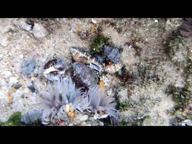 Sea shells are fighting under Beach water | Visakhapatnam Beach | City of Destiny | | East Coast