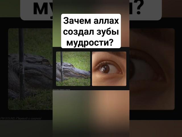 Доказательство эволюции, рудименты, бога нет #наука #эволюция #атеизм #ислам #коран #бог #религия