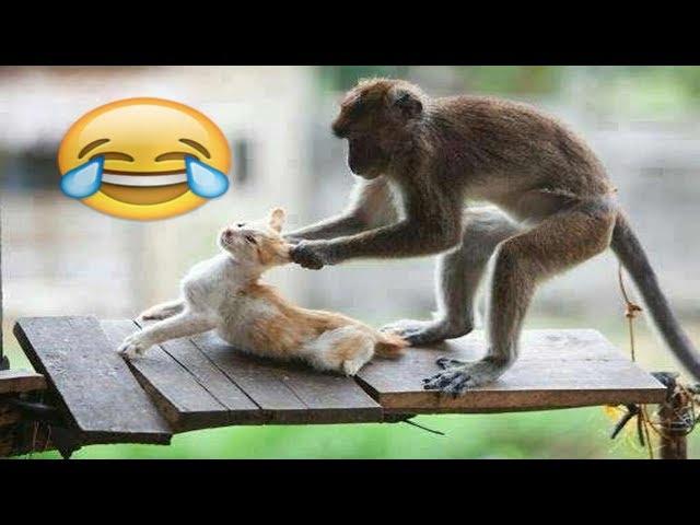 شاهد مضحك جدا جدا القرد سكرانة تعمل مشاكل القطط  | MONKEYS Vs CATS | Funny Videos