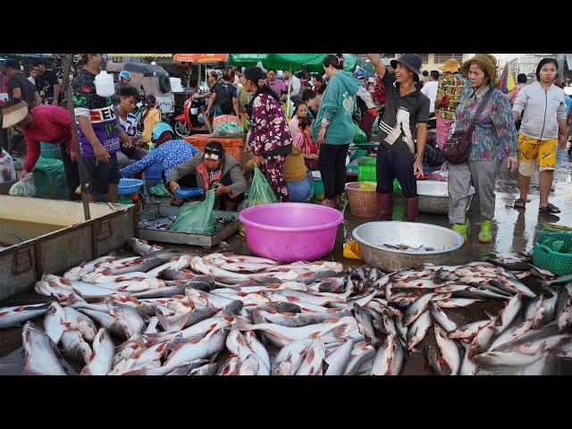 Cambodian Fish Market in Early Morning - Amazing Site Distribute Fish, Dry Fish, Seafood & More