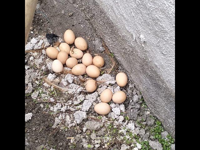 Como construí un gallinero! y así tener huevitos frescos todos los días!