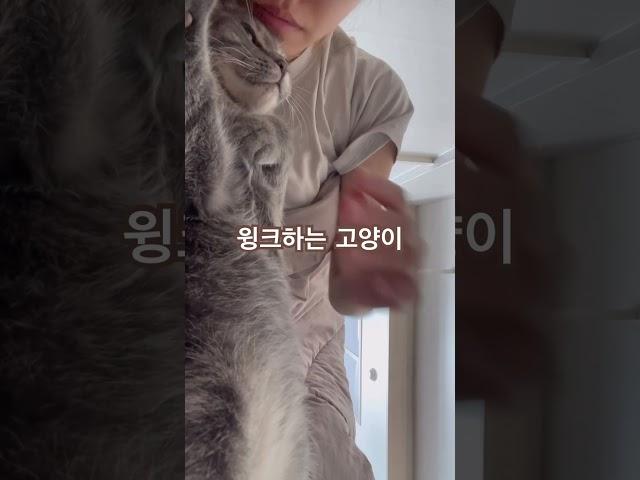 세계에서 5472번째 윙크하는 고양이