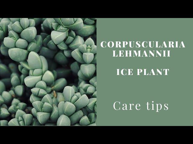 || CORPUSCULARIA LEHMANNI ( ICE PLANT ) CARE TIPS ||