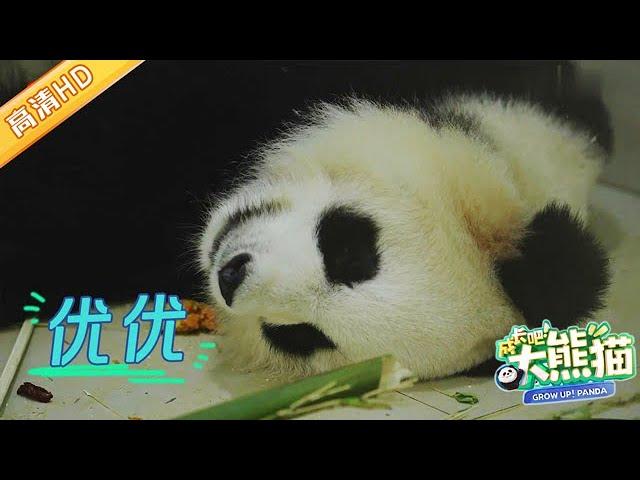 GrowUp! Panda | 高龄熊猫优优产前绝食, 让饲养员忧心忡忡 #成长吧大熊猫