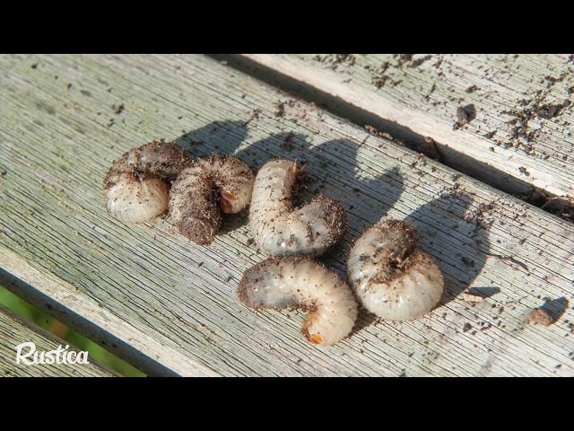 taupe, l'avantage d'avoir des taupes dans son jardin, l'utilité des taupes