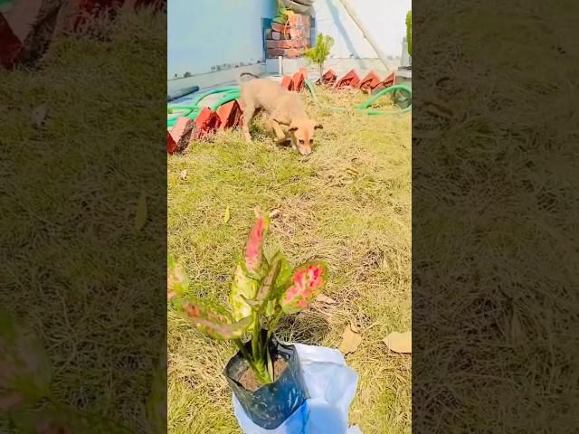 animal lovers | puppy | vijay chandola | garhwali song | pahadon ko raibasi #love  #doglover