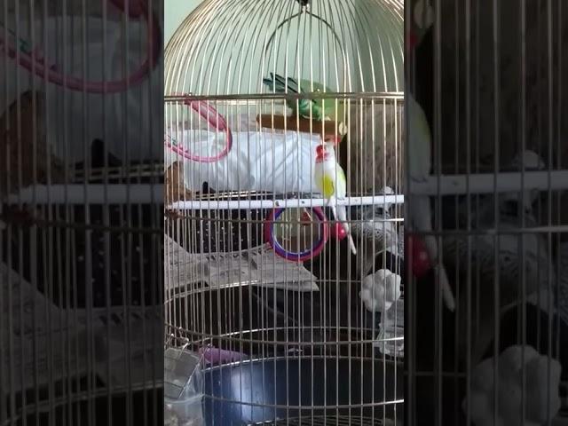 попугай и его подружка