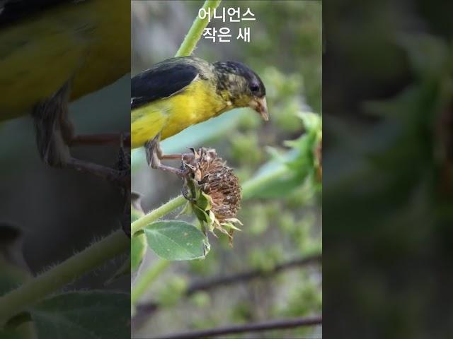 #어니언스 #작은새 #music #트로트 #아름다운풍경 #노래 #여행