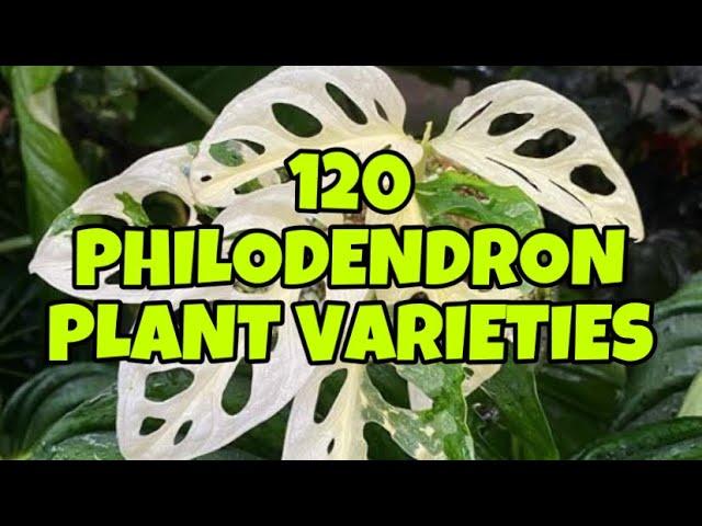 120 PHILODENDRON PLANT VARIETIES 