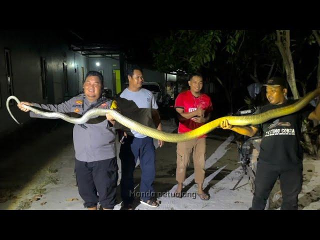 CATCHING THE GIANT GOLDEN KING COBRA | SNAKE | KING COBRA | ADVENTURE MANDA