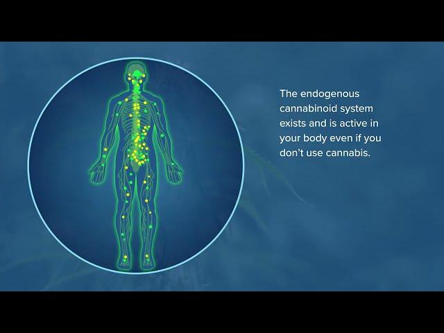 What is the endogenous cannabinoid system?