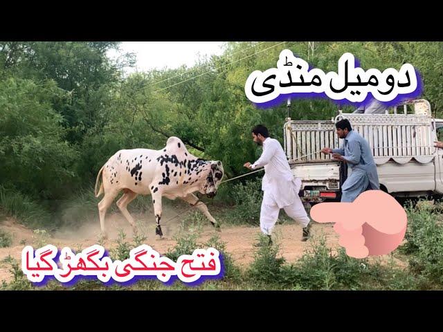 Domail mandi latest update ll tahli adda mandi ll angry bull Taxila mandi ll Jamil tv ll