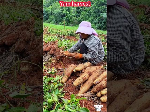 Yam planting harvest, quick excavation, pink glutinous crisp sweet。  山藥種植大豐收，快速挖掘，粉紅糯脆甜，好吃到停不下來