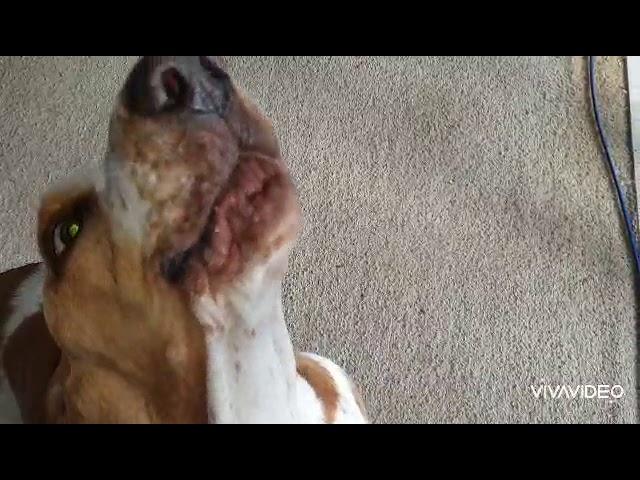 Basset Hound Howling