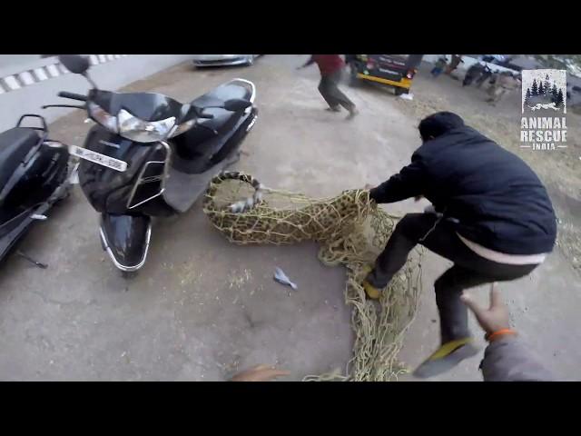 Leopard Rescue in Nashik | Leopard in Nashik  city | Gopro | Animal Rescue India