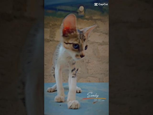 cat is looking you #shortvideo #short #cuteanimal #animalove #tiktok #trendingshorts #funnycats