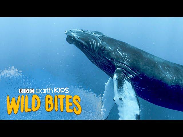 A Blue Whale's Tongue Weighs More Than An ELEPHANT!  | Wild Bites | BBC Earth Kids