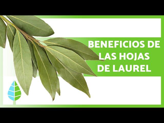 Para qué SIRVEN las HOJAS de LAUREL  (Propiedades, Beneficios y Cómo Tomarla)