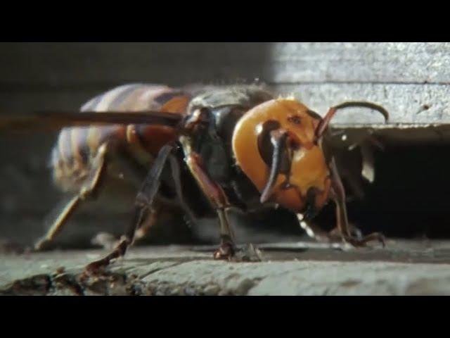 Ferocious Hornet Moments | Top 5 | BBC Earth