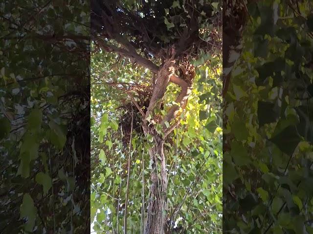 What is the name this tree do you know? || #nature #tree #environmentalawareness #treesforthefuture