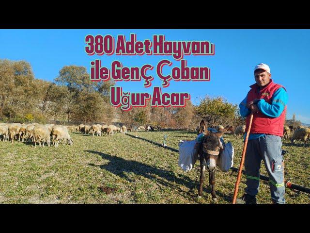 Genç Çoban Uğur Acar ın Hedefi 700 Hayvan Gemiç köyü #hayvancılık